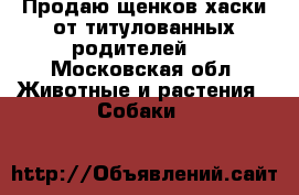 Продаю щенков хаски от титулованных родителей.  - Московская обл. Животные и растения » Собаки   